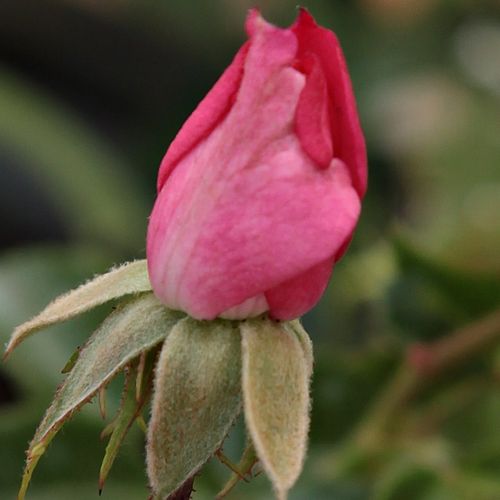 Rosa Kempelen Farkas emléke - ružová - záhonová ruža - polyanta